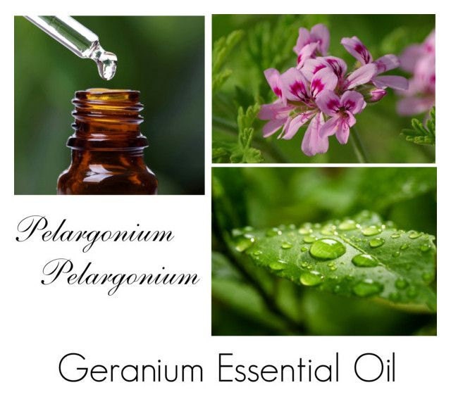 Geranium Oil Geranium Essential Oil Rose Geranium Essential Geranium Oil Geranium Essential Oil Rose Geranium Essential