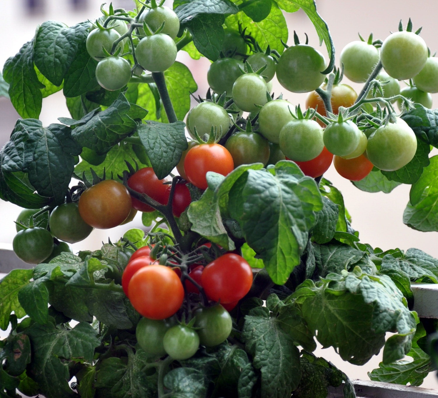 Dwarf cherry tomato plant information