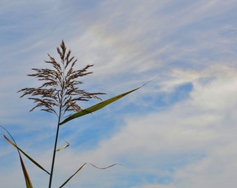 Tall Grass - nature, outdoors, sky, blue