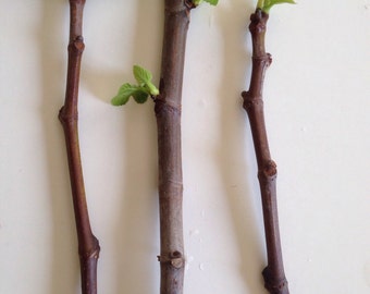 2 Fresh Healthy Italian Honey Fig Cutting 5 To 6 Inches - u124