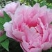 calysa