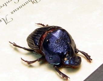 Phanaeus Amethystinus Juvenile Male Real Framed Scarab Dung Beetle 8328J