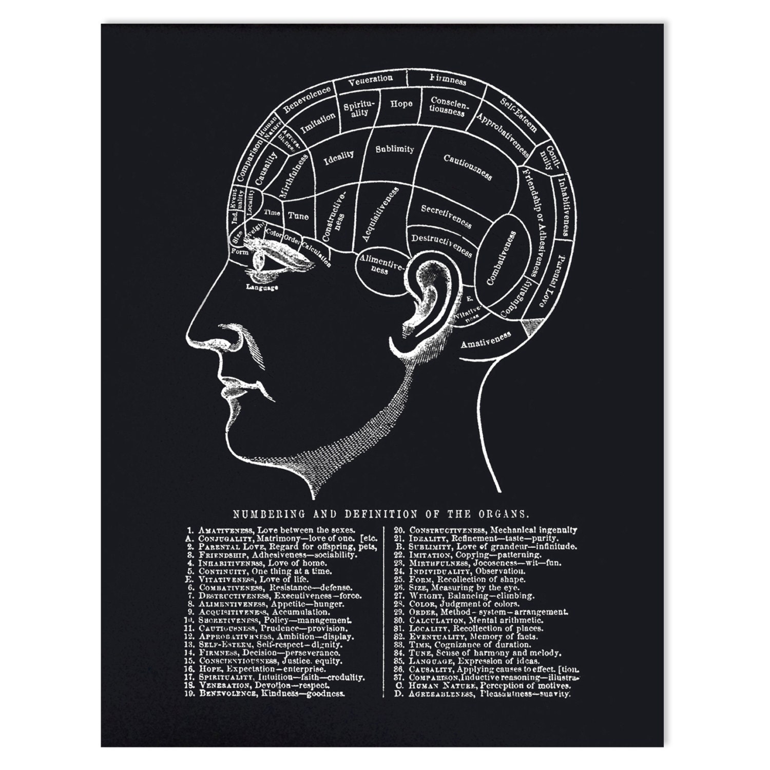 Vintage Phrenology Chart Reproduction Poster Black and ...