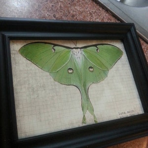 Buyer photo Brittany Kohlmeyer, who reviewed this item with the Etsy app for Android.