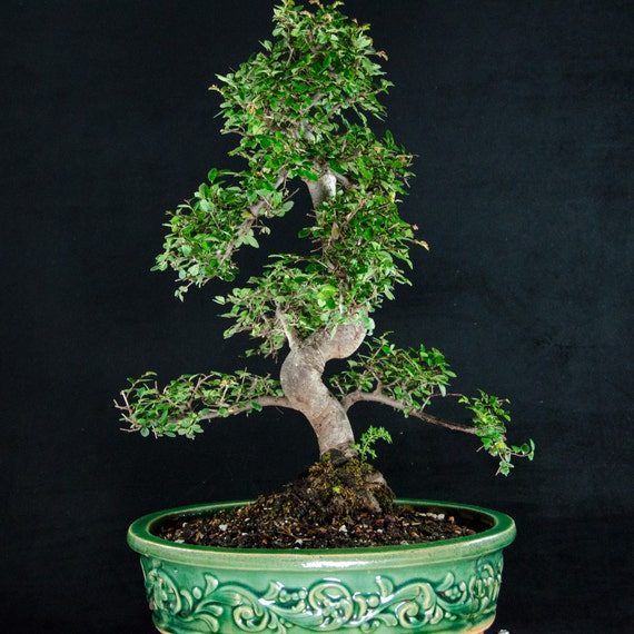 Amazing Large Chinese Elm Bonsai Tree Ulmus parvifolia