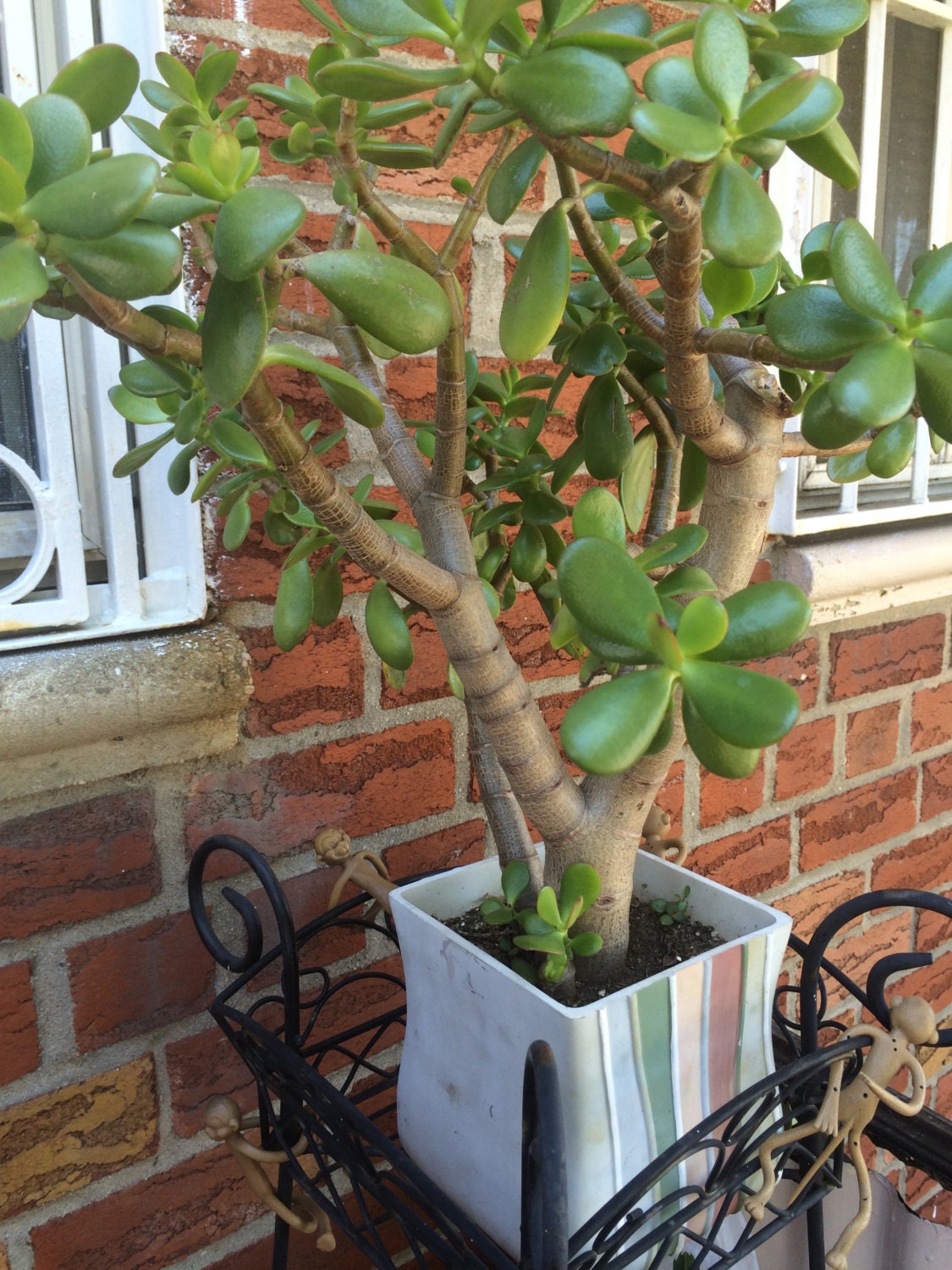 Jade plant rooted Crassula ovata bonsai rooted cutting