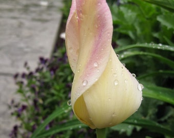 Tulip Bulbs "Elegant Lady",12/+cm,Late Spring, Fall Planting , Now Shipping !