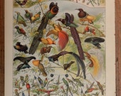 Antique print.1900 Chromolithograph.Birds.115 year old print.Vintage bird print.Antique birds plate..12.10x9.40"inches.31x24 cm.