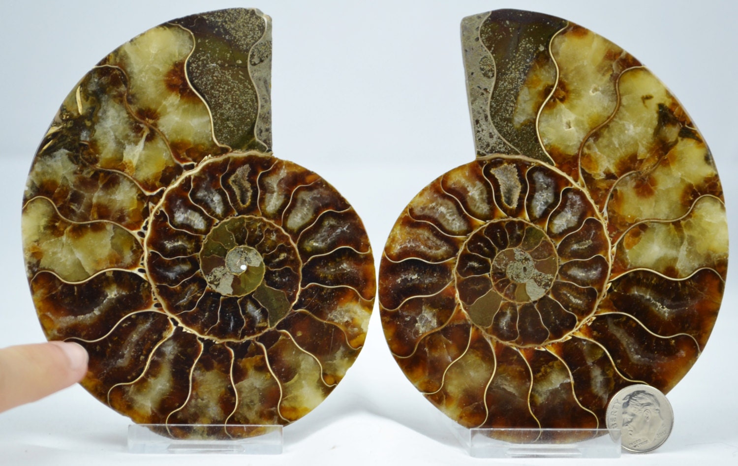 dinosaur ammonite