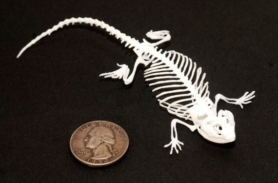 Bearded Dragon Lizard Skeleton 3D Printed in White Acrylic Plastic