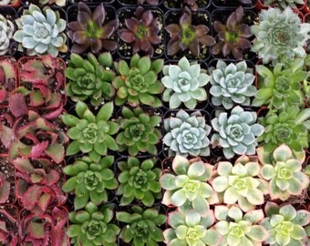 Succulent Plants. Assortment of 20 Gorgeous Succulents. Wonderful grouping for weddings and shower favors.