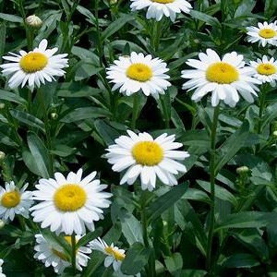 Shasta Daisy Seeds