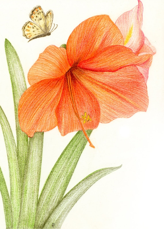 Amaryllis & Butterfly Nature Colored Pencil Drawing