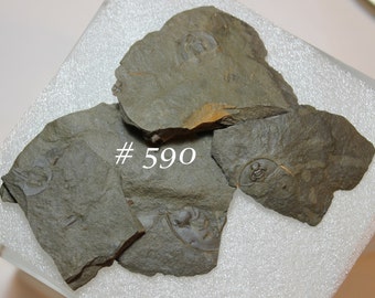 Multiple Fossil Trilobite Head Segments on Four (4) Individual Pieces of Shale from Kelso, California