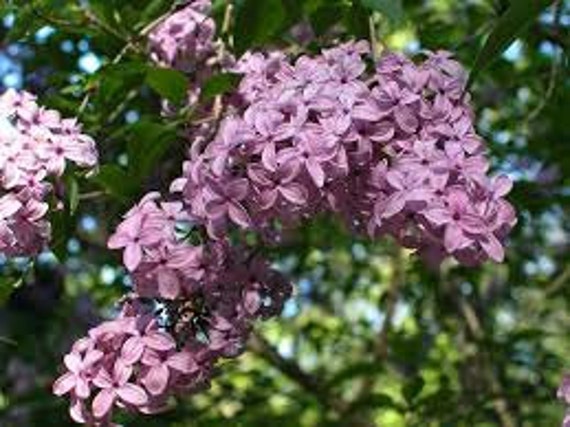 Lilac Bush Seeds Syringa oblata Purple Flowers Perennial