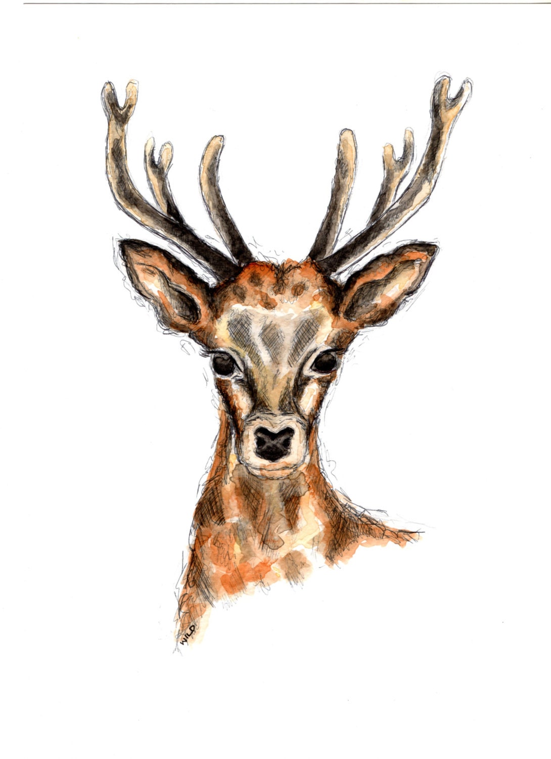 Original-Aquarell Hirsch gezeichnet und gemalt von von damsondreams