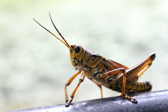 Orange and Black Grasshopper Fine Art Photo