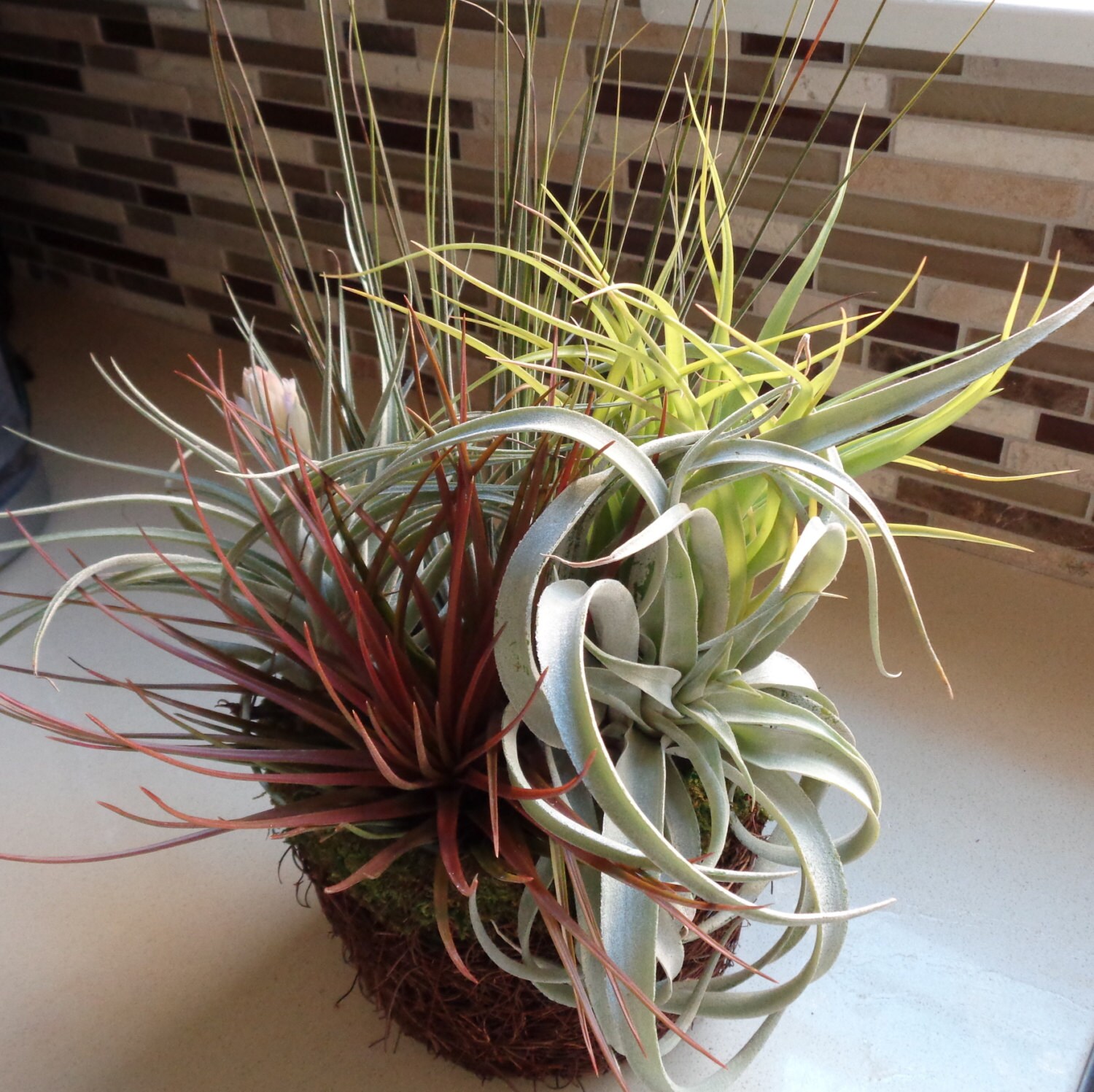 5 Large Assorted Tillandsia Collection Air Plants