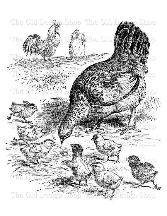 Chicken Chick Vintage Farm Animal Clip Art Digital Stamp