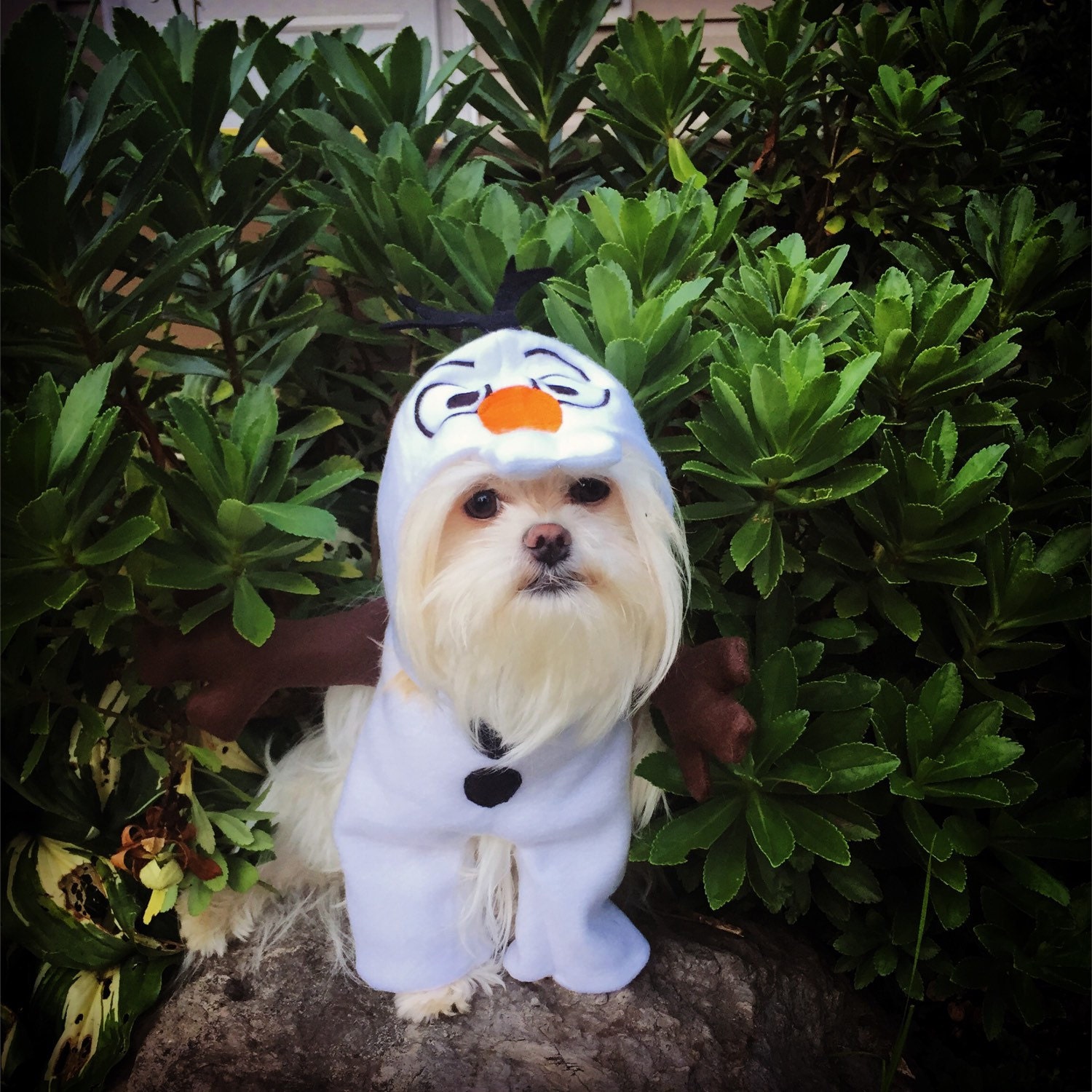 Adorable Snowman Dog Halloween Costume Looks like walking