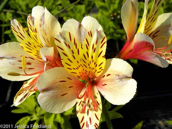 Alstroemeria ligtu, Peruvian Lily, 25 seeds, long lasting ...