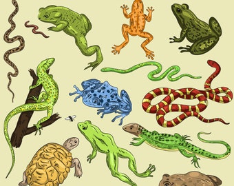Clip Art Reptile Clipart reptile clipart etsy amphibians and reptiles digital animals forest frog lizard serpent snake tortoise tree turtle wild wood