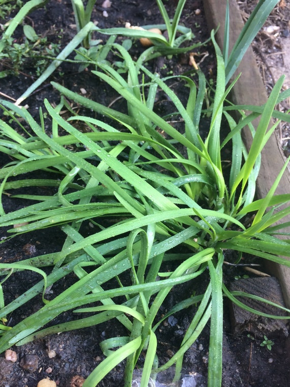 70OFF Perennial plant Hybrid onion and garlic in one