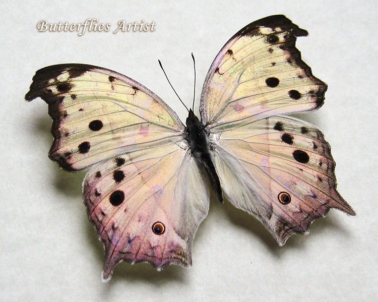 Real African Butterfly Mother Of Pearl Salamis Parhassus In