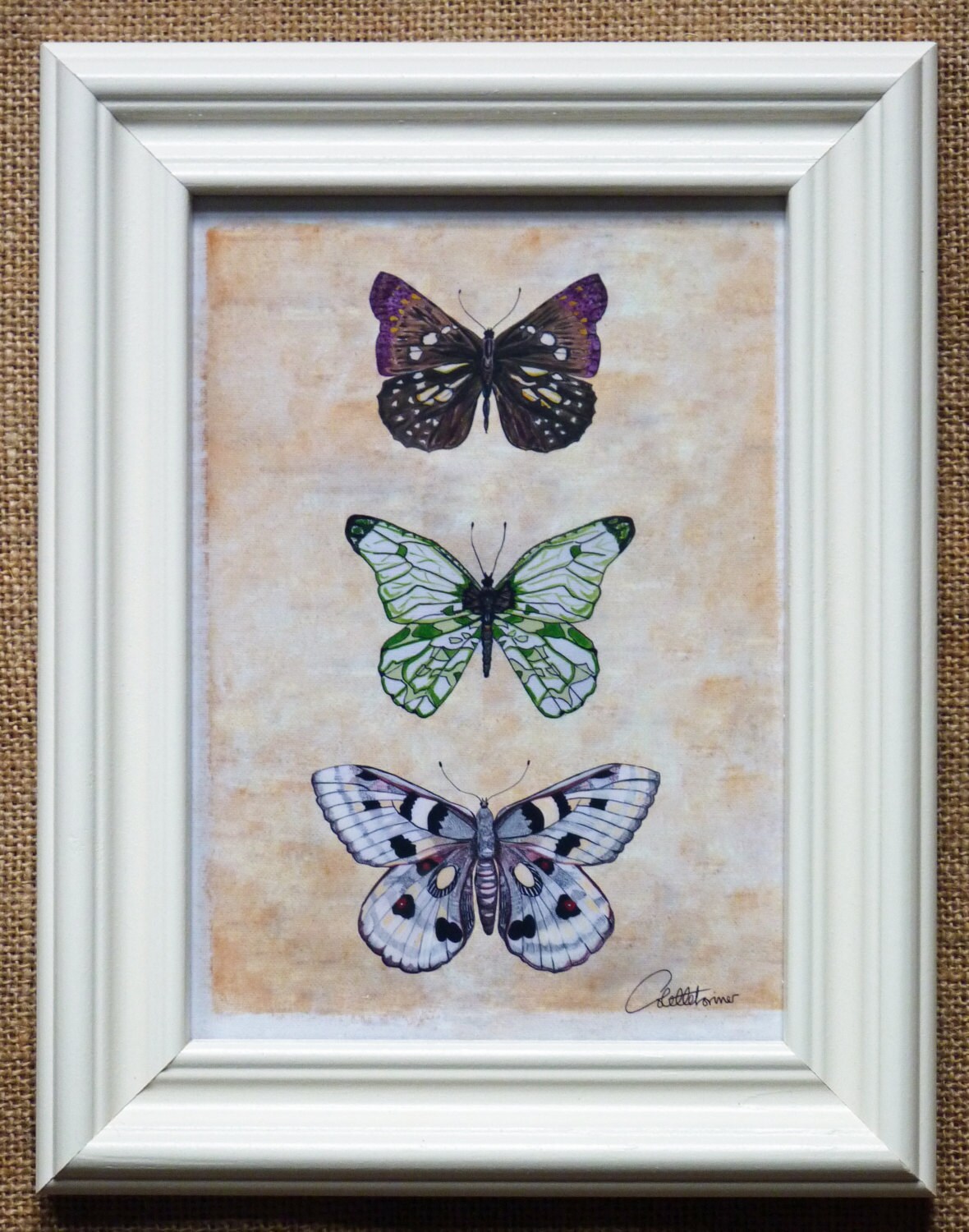 Butterfly Picture Butterfly Print Framed Butterflies 