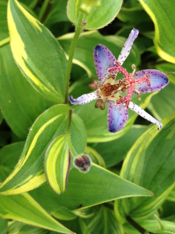 Variegated Toad Lily Plant Tricyrtis F Samurai Shade Ground