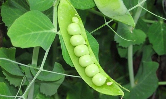 Green Sweet Pea Seeds Vegetable Seeds 10 Seeds by Greenworld1