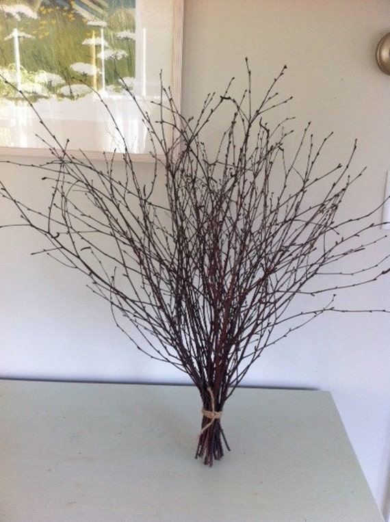 Birch Branches 24 Inches Tall Bundle of 25