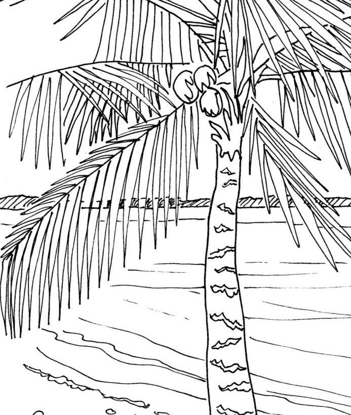 palm coloring pages - photo #24