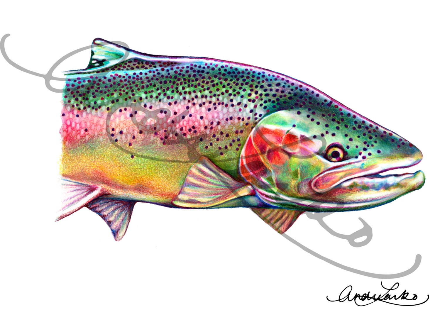 Colored Pencil Steelhead Fish Art Print 8.5x11