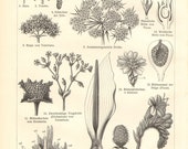1903 Inflorescences and Pollination Vintage Engraving Print