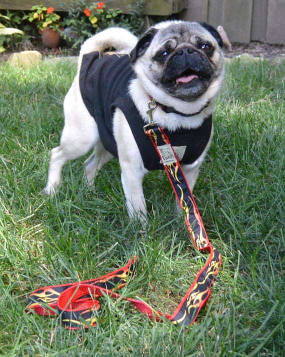 Collares y Leashes