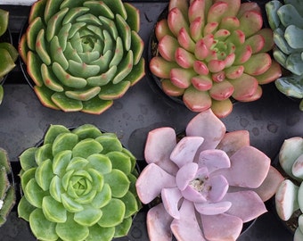 Succulent Plants in Pots. You Choose 4 Small Plants shipped in pots