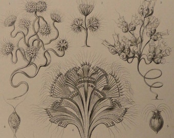 1899.HAECKEL:Antique print."Kunst Formen der Natur".First edition.FLAGELLATA.Marine biology.Oceanography.Emblematic.14x10.5",or 36x27cm.