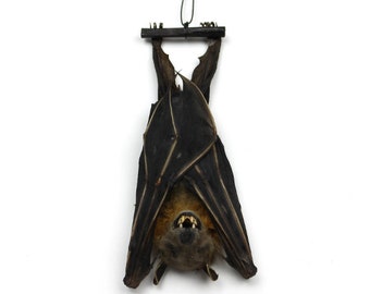 Real Taxidermy Bat | Hanging Lesser Short-nosed Bat Specimen