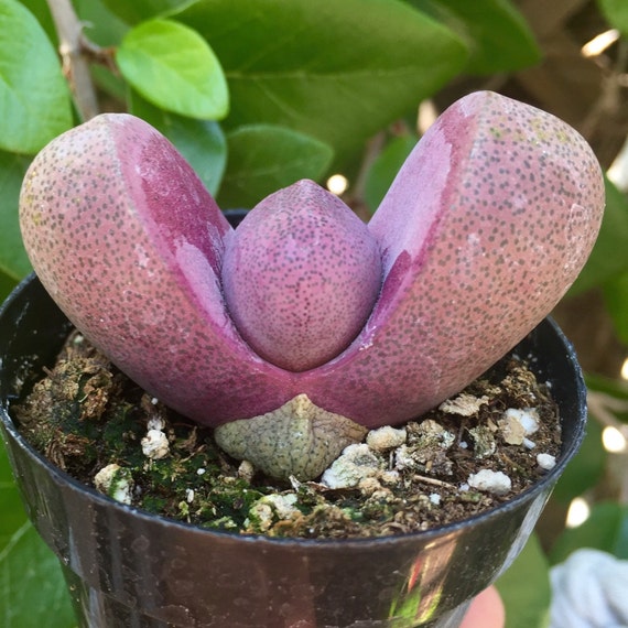 Rare Pleiospilos nelii ' Royal Flush ' // Split by SucculentCharm