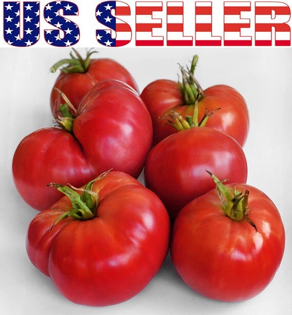 50 GIANT Heirloom Pink Oxheart Tomato Seeds 1 LB by HarleyStore