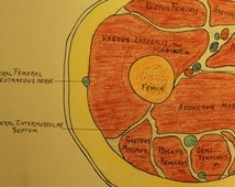 Vintage Medical Drawing: Thigh - Cross Section thru Hunter's Canal