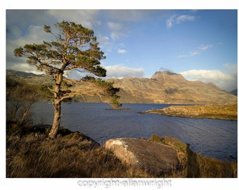 Scots Pine, Slioch and Loch Maree, Scottish Highlands
