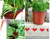 Gamer Grass - Safe for cats,  great plant home garden zelda garden supply tool zelda container