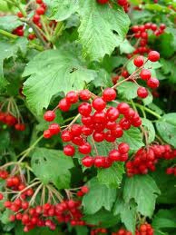 AMERICAN HIGHBUSH CRANBERRY Well Established Hardy Edible