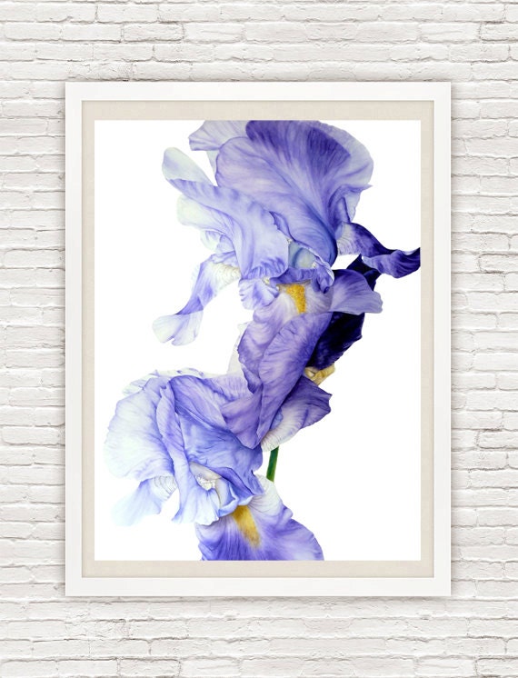 Iris II fine art archival botanical print 11 x 8 inches