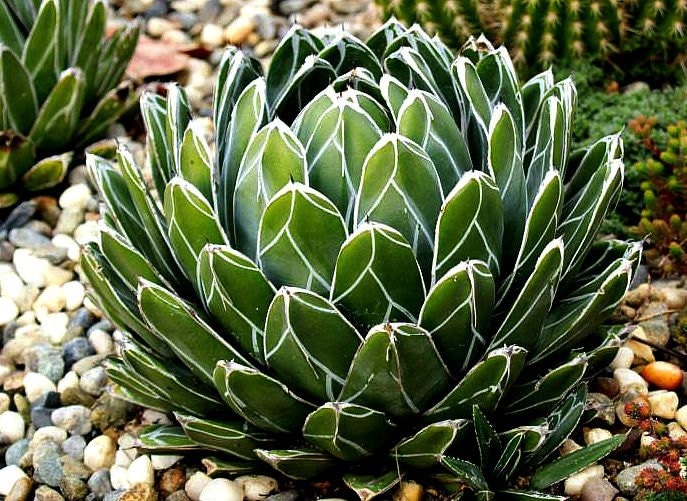 Agave victoriae reginae Queen Victoria Agave 20 seeds