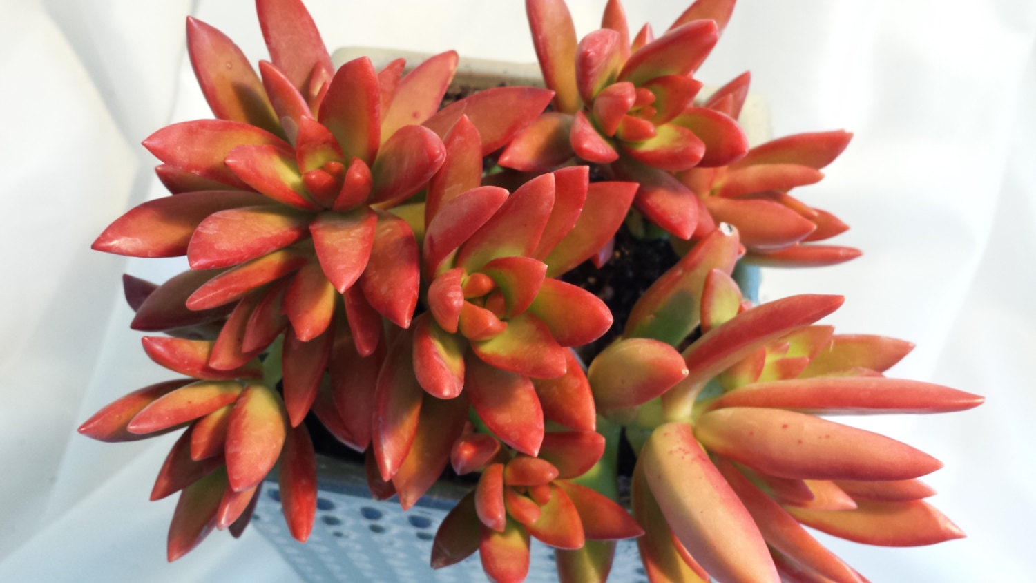 Mature Succulent Plant Firestorm Vibrant Fire Orange