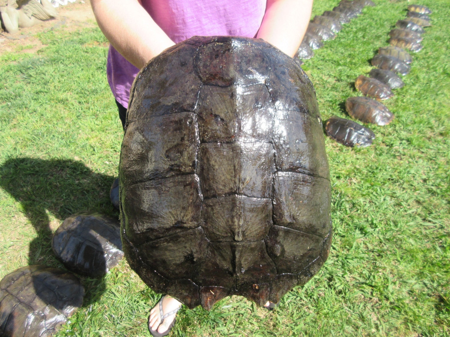 COMMON SNAPPING TURTLE Shell 365