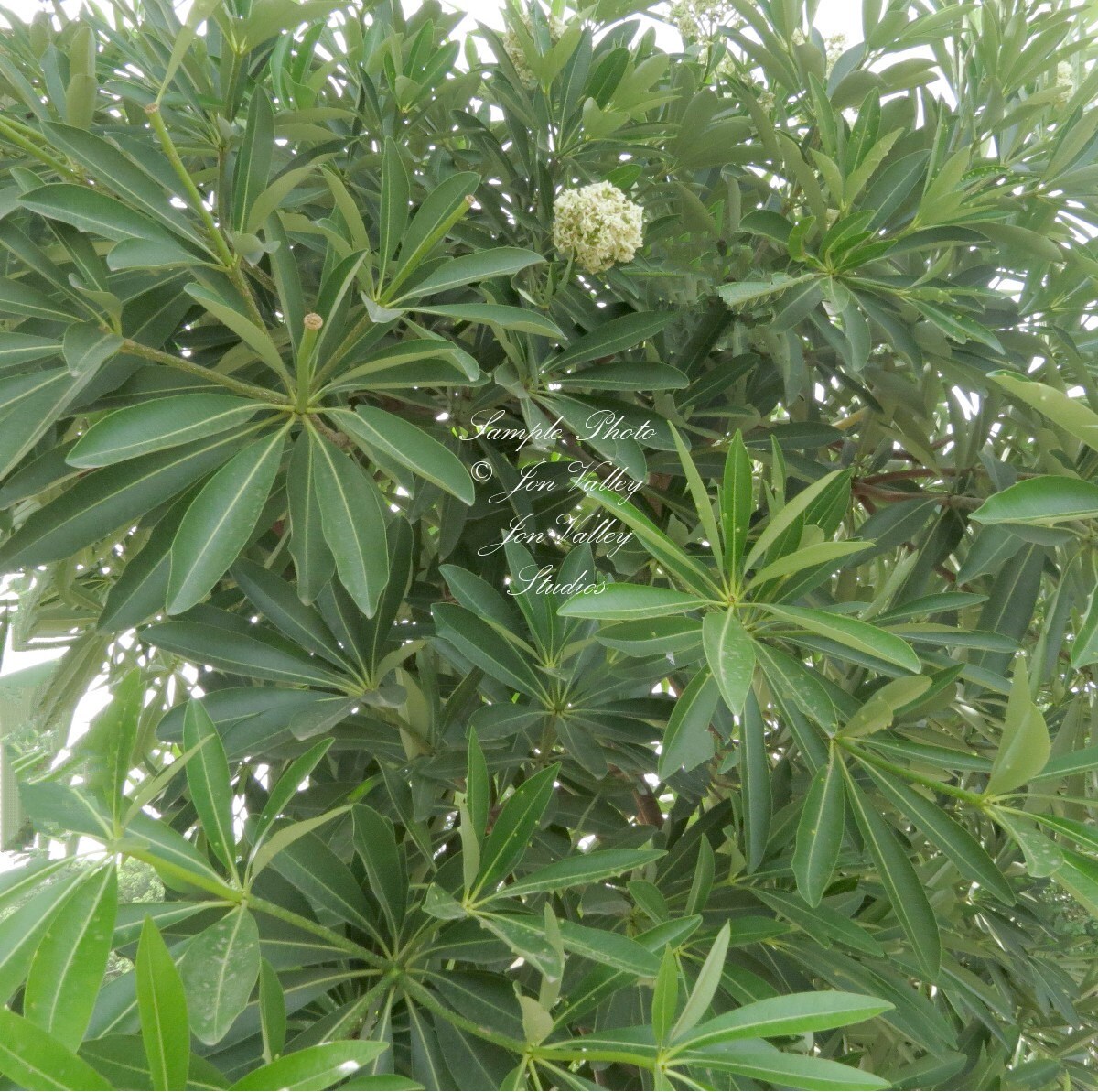 Indian Devil Tree 10 Seeds Gardening Aromatic Tropical Flower